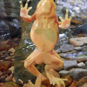 Golden frog