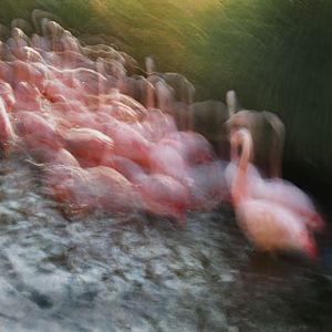 chilean flamingos - March 3, 2012