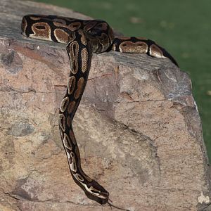 ball python - March 3, 2012