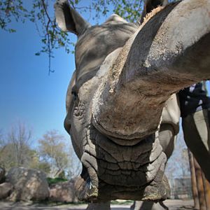 female white rhino - March 3, 2012