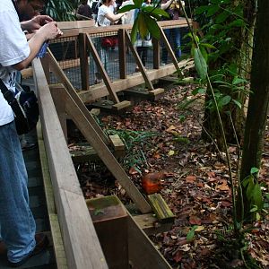 Fishing Cat Trail - Mousedeer exhibit