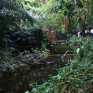Fishing Cat Trail - Fishing Cat exhibit