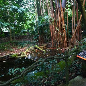 Fishing Cat Trail - Fishing Cat exhibit