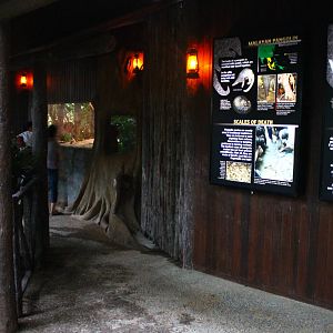 Fishing Cat Trail - Sunda Pangolin exhibit