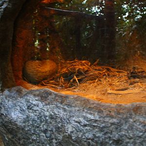 Fishing Cat Trail - Sunda Pangolin exhibit