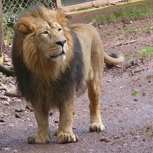 Asiatic lion 4 March 2012
