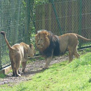 Asiatic lion pair 4 March 2012