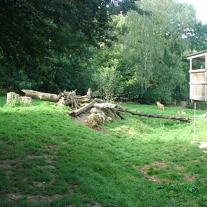 African lion exhibit