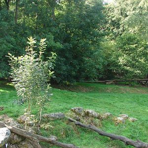 African lion exhibit