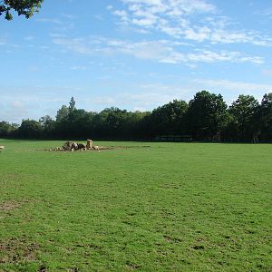 African Savanna exhibit