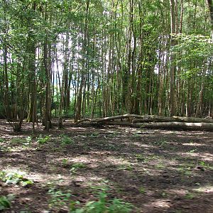 African forest buffalo exhibit