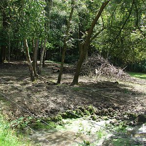 African forest buffalo exhibit