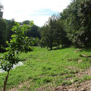 Malayan tapir exhibit