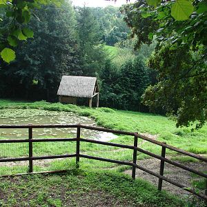 Malayan tapir exhibit