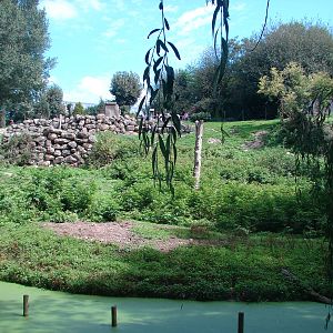 Hamadryas baboon exhibit