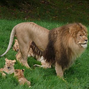 African lion (Panthera leo)