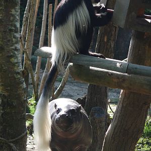 Pygmy hippopotamus and mantled guereza