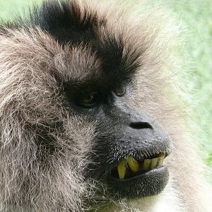 Lion-tailed macaque (Macaca silenus)
