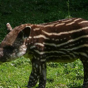 Brazilian tapir (Tapirus terrestris)