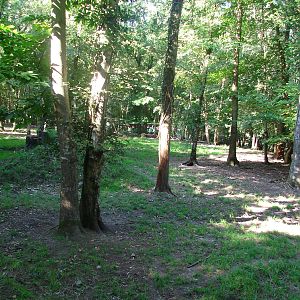 African wild dog exhibit