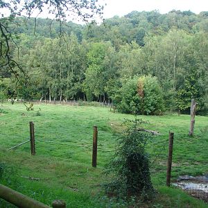 European brown bear exhibit