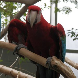 Macaw dancing