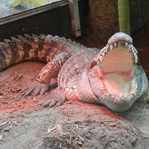 "Dad" Siamese Crocodile guarding his nest below