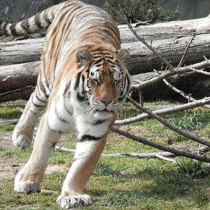 Amur tiger on the move