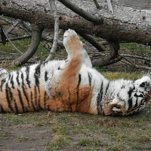 Amur tiger after moving too much ;)