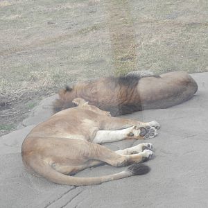 Male and female lion on a heated rock