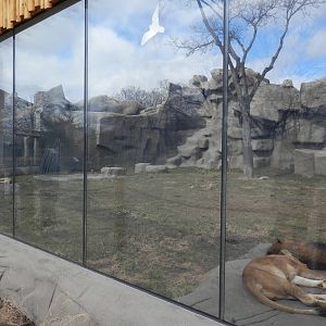 Left side of Lion exhibit