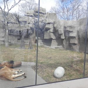 Right side of Lion exhibit