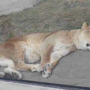 2nd female Lion on a heated rock