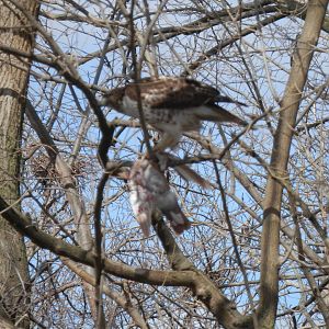 Native Coopers Hawk eating a pigeon