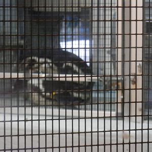 Penguins mating inside