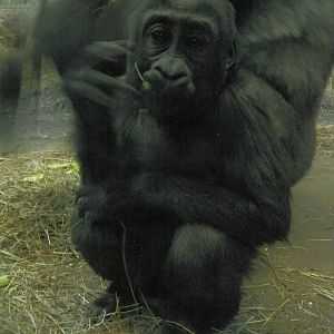 Baby gorilla