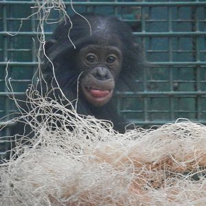 Baby bonobo raspberries
