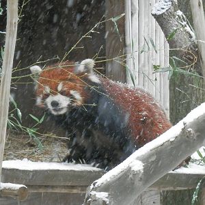 Red panda enjoying the snow