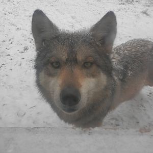Mexican wolf saying Hi!