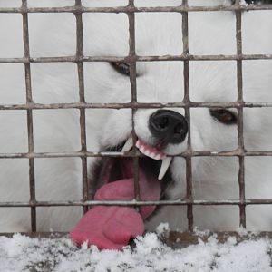 Arctic Fox wanting more snow.