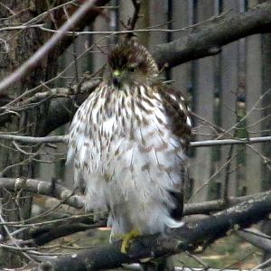 Cooper's Hawk Juvenile