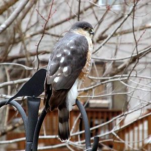 Sharp-shinned Hawk Female