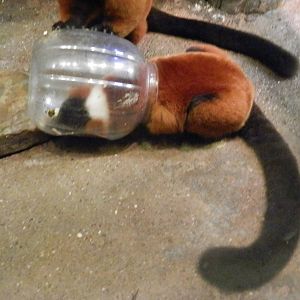 Red Ruffed Lemur getting a snack