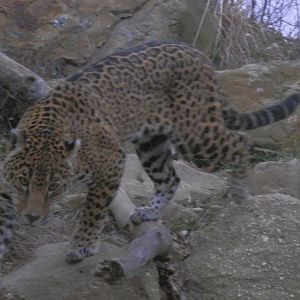 Jaguar