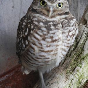 Burrowing Owl