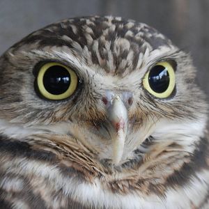 Burrowing Owl