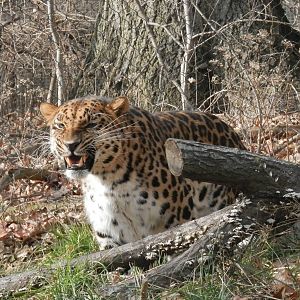 Leopard having a bad day.