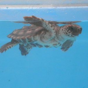 rehabilitating Loggerhead