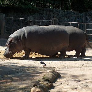 Teteia - Hippopotamus 1959 - 2011 Sao Paulo Zoo