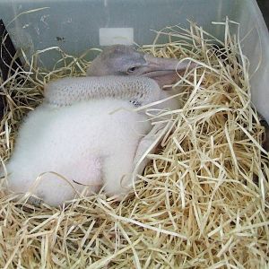 Hand-rearing pelican